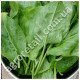 Щавель Малахит 20 г Gl Seeds