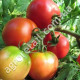 Томат Ляна красная 3 г Gl Seeds