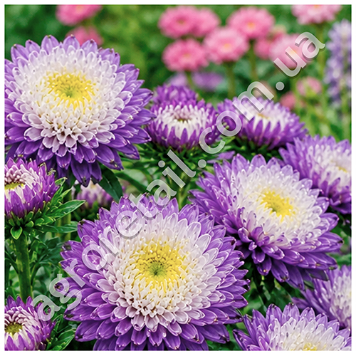 Айстра Супрім біколор лавандова 0.25 г Gl Seeds