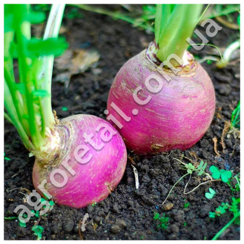 Брюква Шведская 2 г Gl Seeds