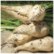 Свекла Авторитет 20 г Gl Seeds