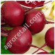Свекла Бордо 237 20 г Gl Seeds