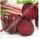 Свекла Кросби 20 г Gl Seeds