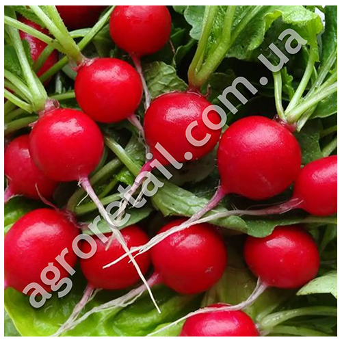 Редис Илка 20 г Gl Seeds