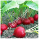 Редис Новиред 20 г Gl Seeds