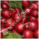 Редис Сакса-Нова 20 г Gl Seeds