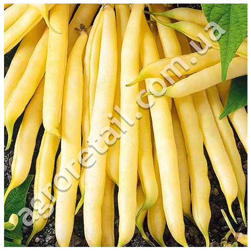 Квасоля спаржева Корона жовта 15 г Gl Seeds