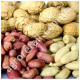 Арахис Валенсия Украинская 5 шт Gl Seeds