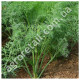 Укроп Лесногородский 20 г Gl Seeds