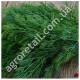 Укроп Астория 20 г Gl Seeds