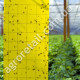 Клейова пастка від комах Sticky Trap жовта 25x40 см