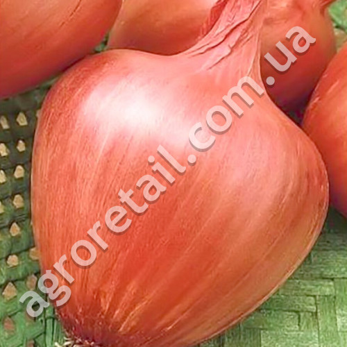 Цибуля сіянка Амфора 8/21 0.5 кг Top onions