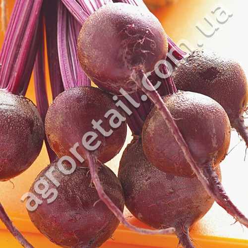 Буряк Кадет 500 г Satimex