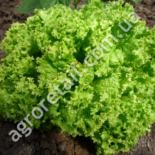 Салат Лолло Бионда 250 г Satimex