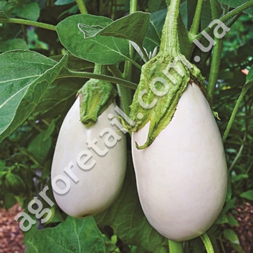 Баклажан Бибо F1 10 шт Seminis