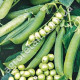 Горох Преладо 20 г Профі Syngenta
