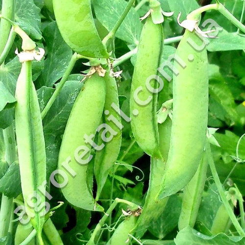 Горох Скінадо 20 шт Syngenta