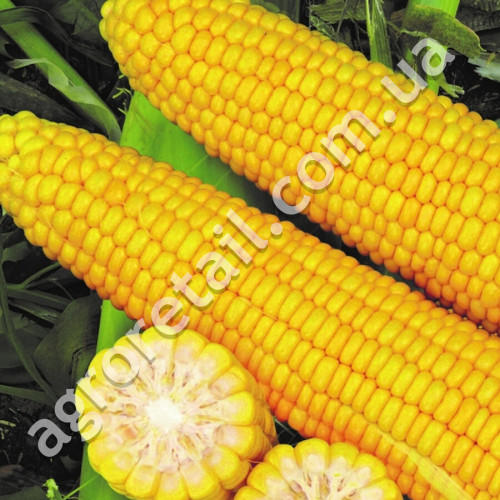 Кукуруза Добрыня F1 20 шт Lark seeds