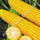 Кукуруза Добрыня F1 20 шт Lark seeds