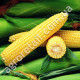 Кукурудза Оверленд F1 20 шт Syngenta