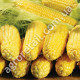 Кукурудза Спіріт F1 20 шт Syngenta