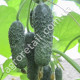 Огірок Бебі міні F1 10 шт Gl Seeds