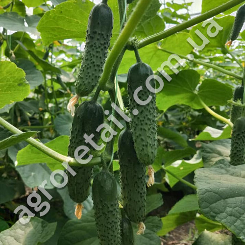 Огурец Бйорн F1 10 шт Enza Zaden