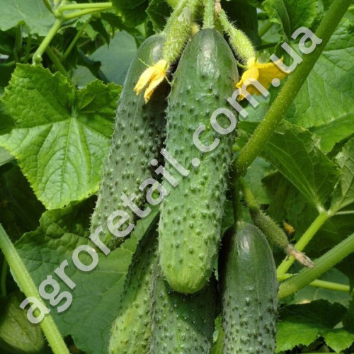 Огурец СВ 4097 ЦВ F1 10 шт Seminis
