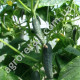 Огурец Стингер F1 10 шт Lark seeds