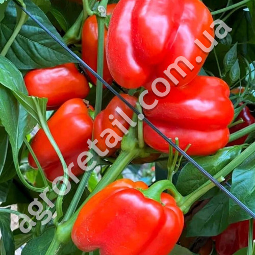 Перец Актор F1 8 шт Yuksel Tohum