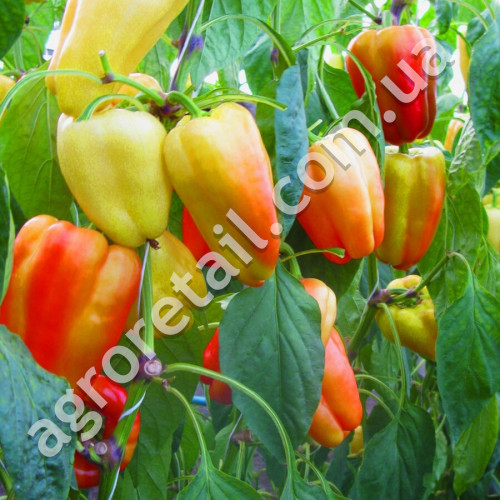 Перец Барби F1 8 шт Syngenta
