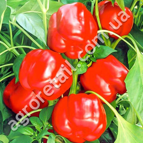Перец Красный Рыцарь F1 8 шт Seminis