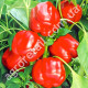 Перец Красный Рыцарь F1 8 шт Seminis