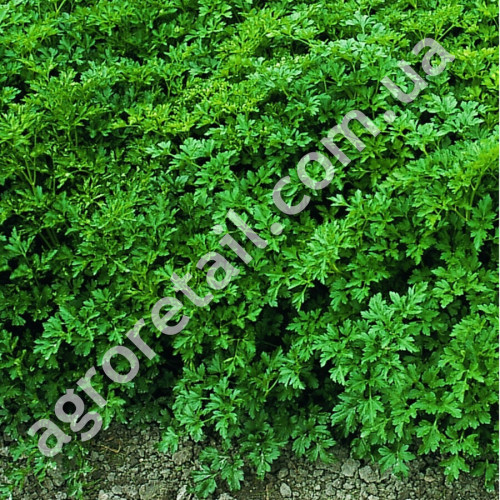 Петрушка Ріалто 1 г Bejo
