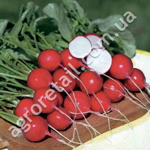 Редис Эспрессо F1 10 г Satimex