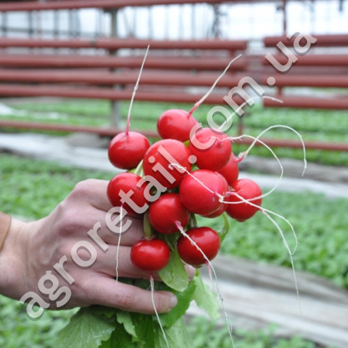 Редис Стелар F1 2 г Syngenta