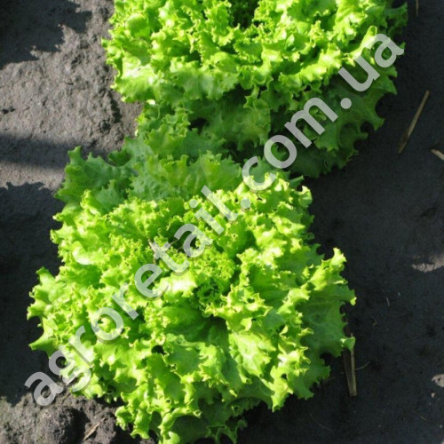 Салат Фанли 30 шт Syngenta