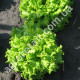 Салат Фанли 30 шт Syngenta
