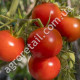 Томат Полбиг F1 0.05 г Bejo