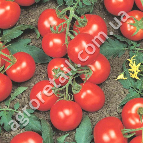 Томат Ричи F1 0.05 г Bejo