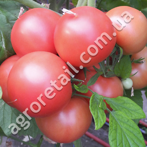Томат Хапинет F1 10 шт Syngenta
