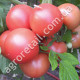 Томат Хапинет F1 10 шт Syngenta
