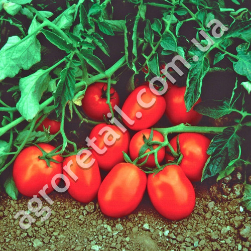 Томат Чибли F1 2500 шт Syngenta