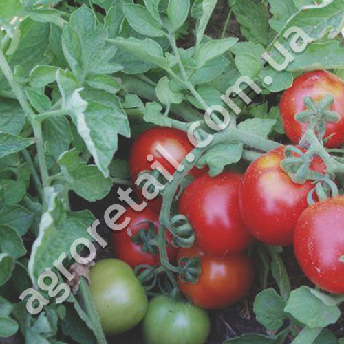 Томат Шаста F1 10 шт Lark seeds