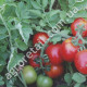 Томат Шаста F1 10 шт Lark seeds