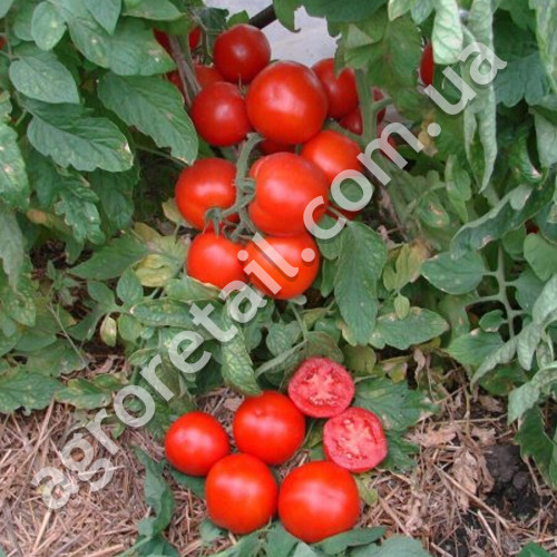 Томат Щедрик F1 10 шт Satimex