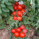 Томат Щедрик F1 10 шт Satimex