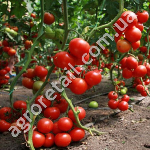 Томат Президент 2 F1 8 шт Seminis