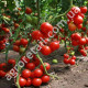 Томат Президент 2 F1 8 шт Seminis