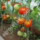 Томат Воловье Сердце 0.2 г Satimex